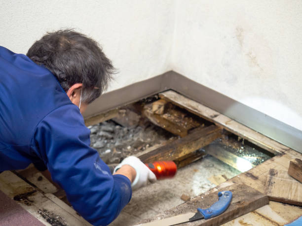 Trusted Apopka, FL Mold Removal Experts