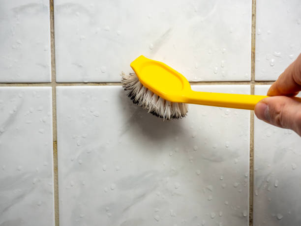 Best Certified Mold Removal  in Apopka, FL