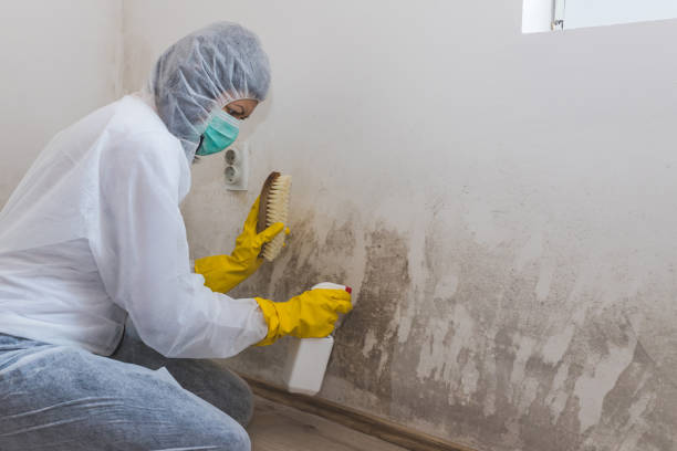Best Mold Damage Repair  in Apopka, FL