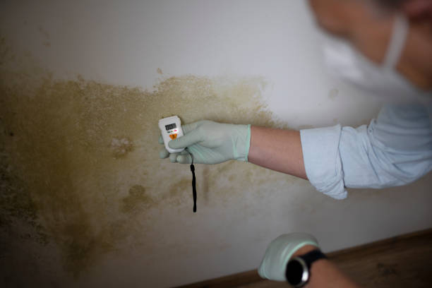 Best Attic Mold Removal  in Apopka, FL
